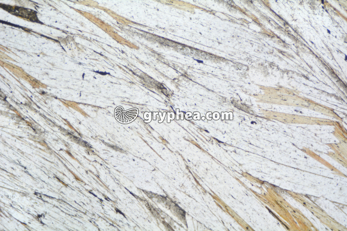 Muscoviie LPNA x25 - gryphea.com